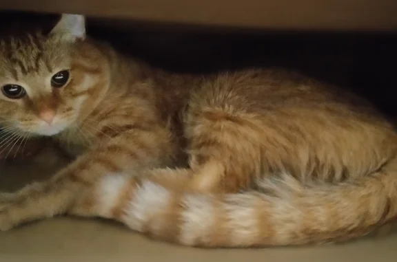 Найдена кошка, Красноярск, фото: Найдена кошка, улица Можайского, 8, Красноярск — рыжая шерсть, карие глаза, около 2 лет