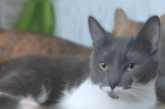 Пропала кошка, 13, Ярославль — кличка Ириска, 5 лет - photo