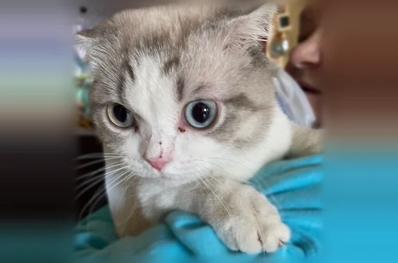 Найдена кошка, Москва, фото: Пропала кошка, Сормовская улица, 8 к1, Москва — скоттиш-фольг, без травм