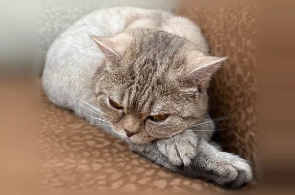 Пропала кошка, Горшечная улица, 13, Атемар - photo