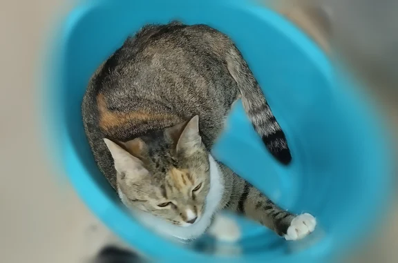 Кошки потеряшки, Иваново, фото: Потеряшка кошка, Флотский переулок, Иваново — разноцветная, с тёмным ошейником от блох