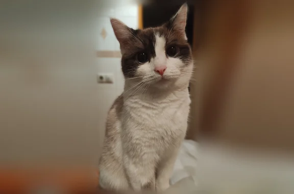 Пропала кошка, 19, Новосёлки — молодая, недавно стерилизована - photo