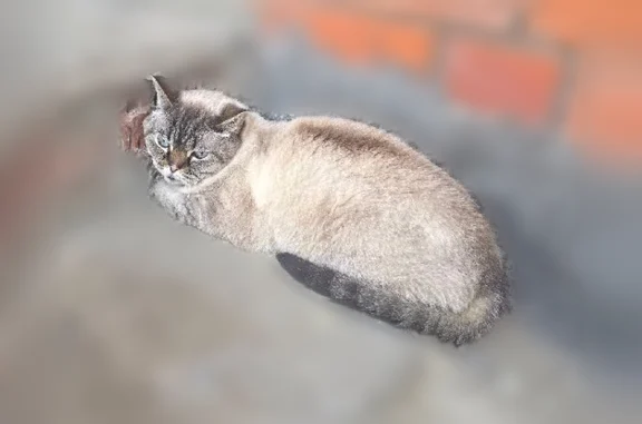 Найдена кошка, Королёв, фото: Найдена кошка, Ленинская улица, Королёв — явно домашняя, в стрессе