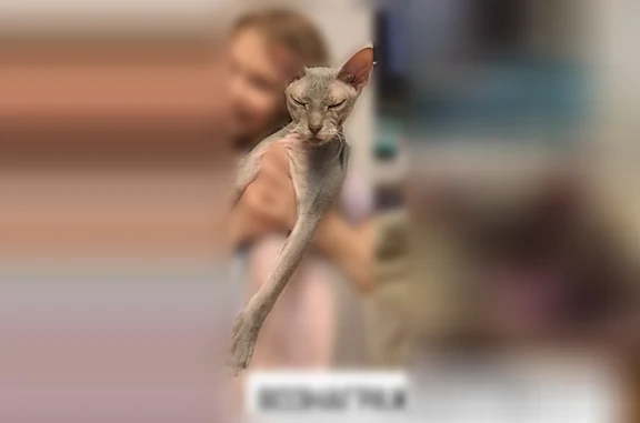 Кошки потеряшки, Москва, фото: Потеряшка кошка, Кронштадтский бульвар, 30 к2, Москва — шрам от операции на животе