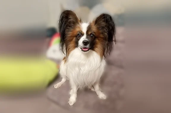 Пропала собака, Отскочное, Липецкая область, Конь-Колодезь — трёхцветная, с клеймом на пузике - photo