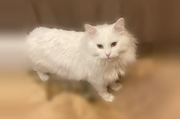 Пропала кошка, улица Карла Маркса, 8, Дятьково — чисто белая, на хвосте мало шерсти рядом с пятном - photo
