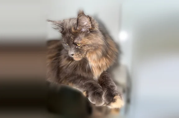 Пропала кошка, улица Ушинского, 29А, Котлас - photo