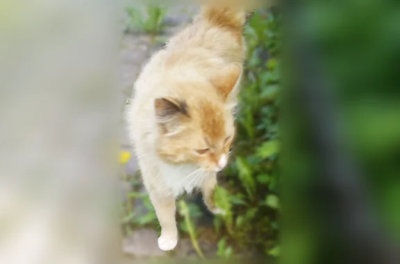 Найдена кошка, Ропша, фото: Найдена кошка, Дачный переулок, Ропша — рыженькая, белые лапки и грудка