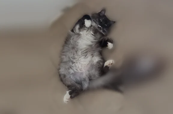 Кошки потеряшки, Кохма, фото: Потеряшка кошка, Октябрьская улица, 11, Кохма — серая, зелёные глаза, белые носочки