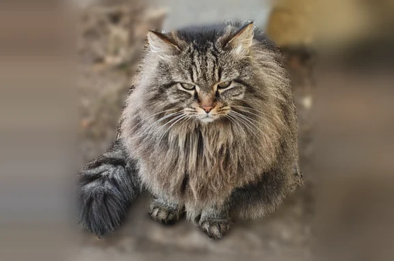 Пропала кошка, улица Урицкого, 134, Каменск-Уральский — в старом Каменске, район Урицкого и Санаторная - photo