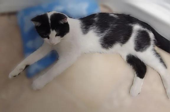 Пропала кошка, бульвар Комарова, 15 к1, Ростов-на-Дону — чёрно-белая, ласковая - photo