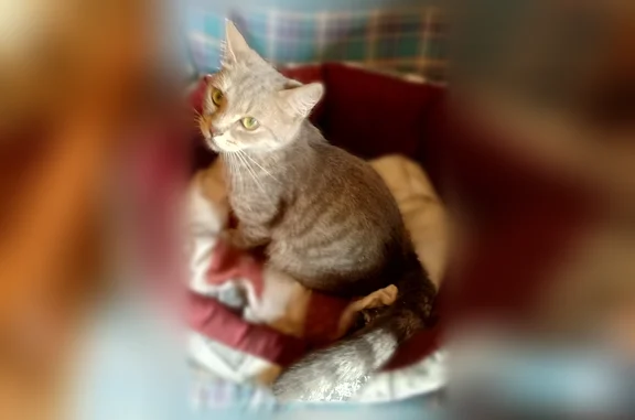Объявления о пропавших и найденных животных, Ярославль, фото: Найдена кошка, Кучерской переулок, 26А, Ярославль — светло-серая полосатая, 5–6 месяцев