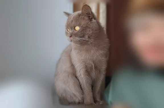 Пропала кошка, улица Ивана Толтока, Горно-Алтайск — крупная, кастрированная, с ранкой на левом ухе - photo