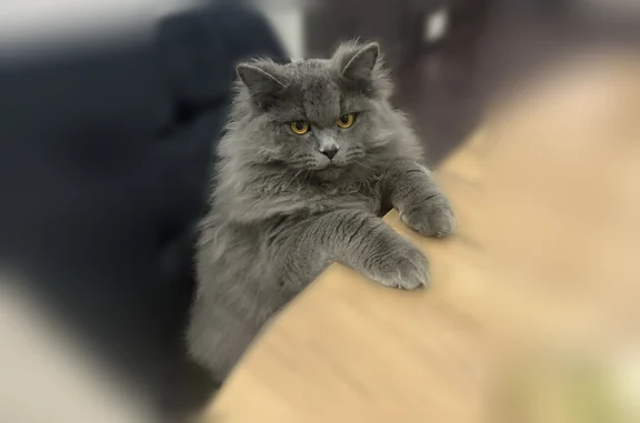 Пропала кошка, улица Локтионова, 22, Пенза — пушистый серый пушистая - photo
