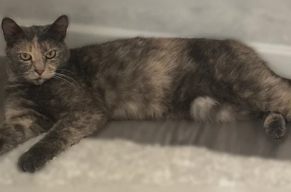 Найдена кошка, Киров, фото: Найдена кошка, Заводская улица, 4, Киров — домашняя, знает лоток