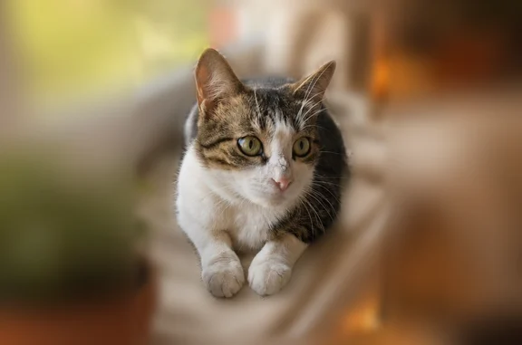 Найдена кошка, Казань, фото: Найдена кошка, улица Хусаина Мавлютова, 21, Казань — домашняя девочка