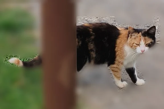 Найдена кошка, Алхан-Кала, фото: Найдена кошка, Алхан-Кала, Чеченская Республика — нашла вместе с матерью