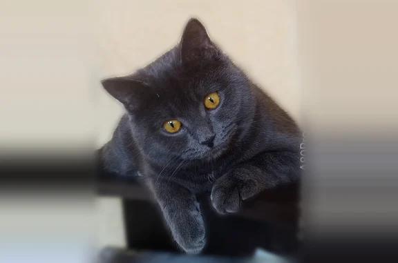 Пропала кошка, Краснознамённая улица, 18, Нижний Тагил — шотландский кот, 4 года, 7 кг - photo