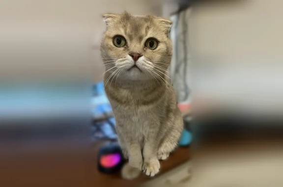 Пропала кошка, Железнодорожная улица, 3, Ульяновск — шотландец вислоухий, окрас «голубое золото» - photo