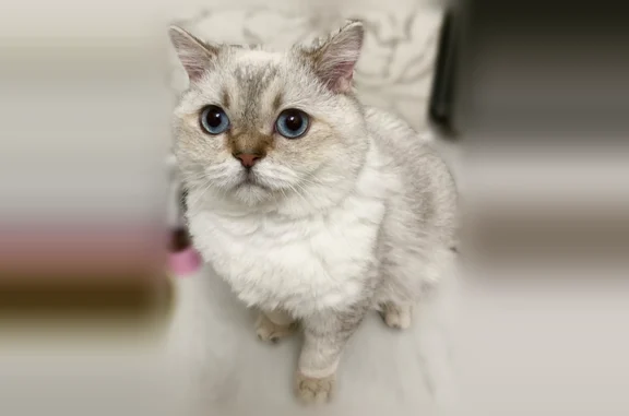 Пропала кошка, улица Мелиораторов, 167, Коряжма — белый окрас, шотландец, 2 года - photo