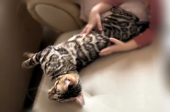 Пропала кошка, Еринская улица, 3, Подольск — бенгальский котёнок, не кастрирован - photo