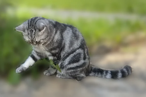 Кошки потеряшки, Чердынь, фото: Потеряшка кошка, улица Гагарина, 75, Чердынь