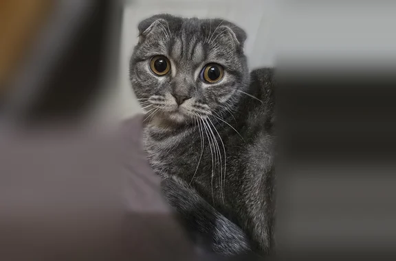 Кошки потеряшки, Иваново, фото: Потеряшка кошка, улица Генерала Горбатова, 23, Иваново — не ласковая к чужим, откликается на Васю