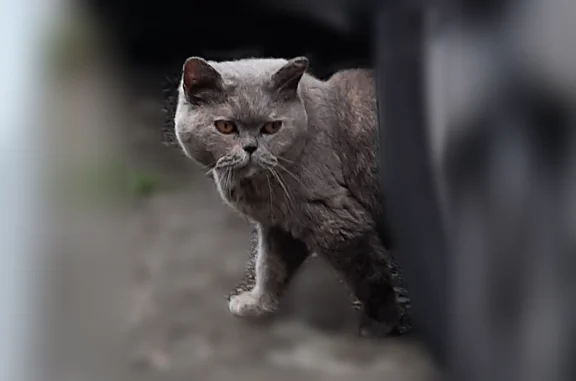 Найдена кошка, Сочи, фото: Найдена кошка, Сочи