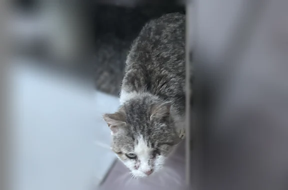 Найдена кошка, Домодедово, фото: Найдена кошка, посёлок Востряково, СНТ Строитель, Домодедово — в очень плохом состоянии, со светло-зелёным ошейником