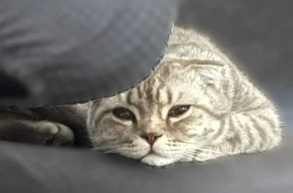 Найдена кошка, Тверь, фото: Найдена кошка, Тверь