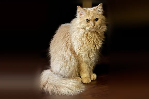 Пропала кошка, Лунная улица, 9, Дубовое — светло-рыжая, выпала с балкона - photo