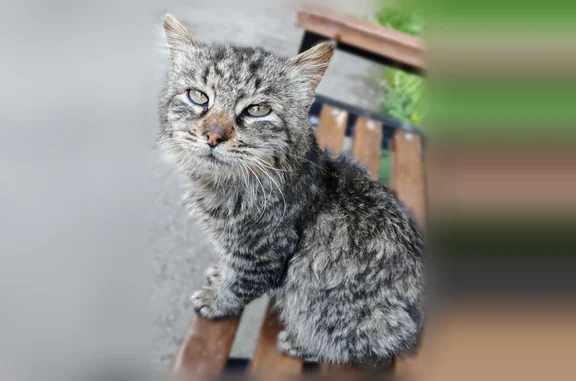 Пропала кошка, улица Погодина, Наро-Фоминск — серенькая, полосатая, убежала в лес из ветклиники - photo