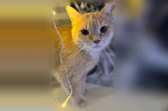Пропала кошка, Смирновка, Московская область — стерилизованная, 13 лет - photo
