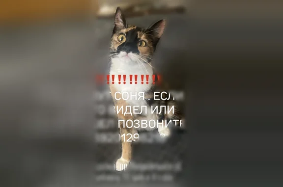 Пропала кошка, проезд Ушакова, 2/14, Ярославль — пуглива, трёхцветная, с чёрным пятнышком на мордочке - photo