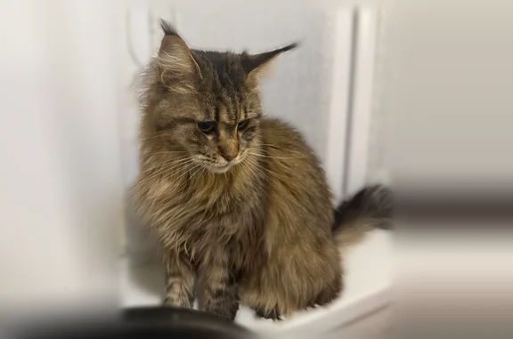 Пропала кошка, Садовая улица, 17, Карачиха — кличка Сима, домашняя, боится улицы - photo