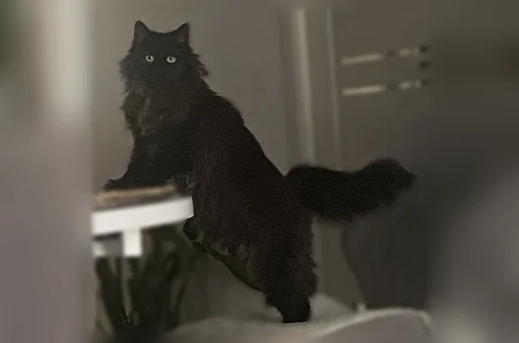 Пропала кошка, Свободы, Ставропольский край - photo