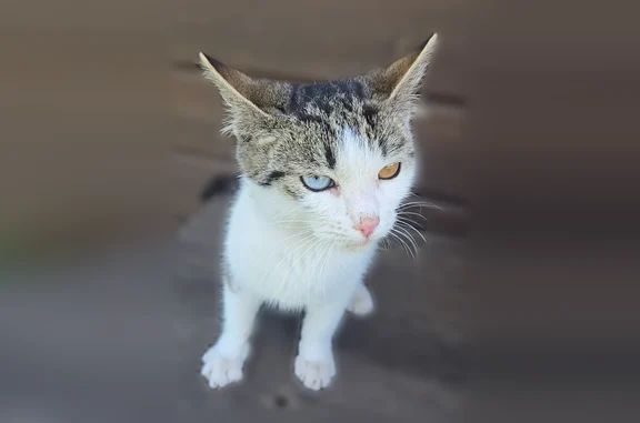 Найдена кошка, Кораблино, фото: Найдена кошка, Центральная улица, 168Б, Кораблино — белая с серым, разноцветные глаза, очень ласковая