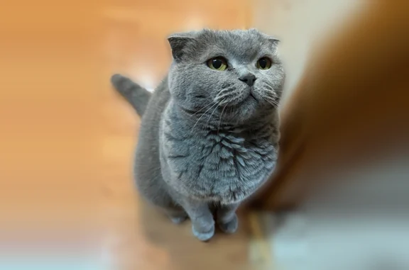 Пропала кошка, улица Адмирала Макарова, 5 к2, Нижний Новгород — британская вислоухая, жёлтые глаза - photo