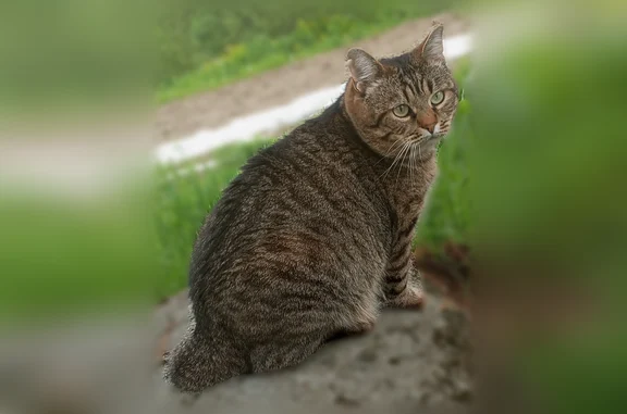 Пропала кошка, Святозеро, Пряжа — короткий хвост, светло-фиолетовый ошейник - photo