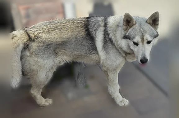Найдена собака, Ростов-на-Дону, фото: Найдена собака, переулок Семашко, 33/82, Ростов-на-Дону — спокойная, без ошейника
