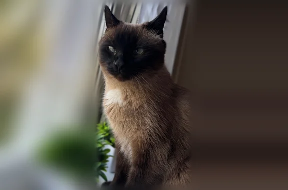 Пропала кошка, Социалистическая улица, 2 к1, Чебоксары — сиамский кот, ласковый, 16 лет - photo