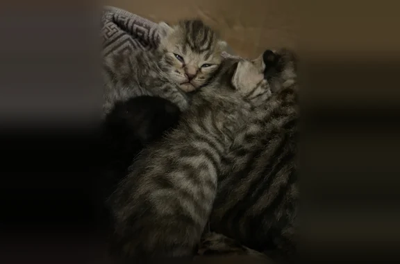 Объявления о пропавших и найденных животных, Майкоп, фото: Найдена кошка, Советская улица, Майкоп — вислоухая, очень крупная, ласковая, с котятами