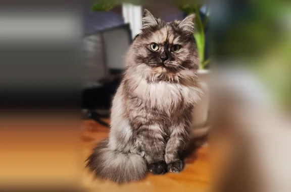Пропала кошка, Короткая улица, Даховская, Даховская — серая, лохматая, глаза зелёные - photo