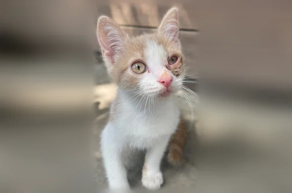 Найдена кошка, Краснодар, фото: Найдена кошка, Садовая улица, 3, Краснодар — три котенка