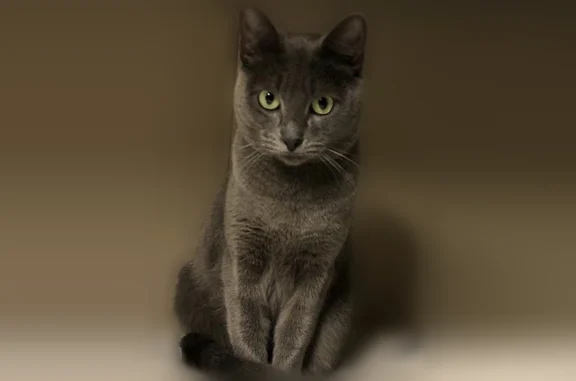 Пропала кошка, Каолиновая улица, 3, Кыштым — дымчато-серая, пугливая, с зелёным ошейником с бубенчиком - photo