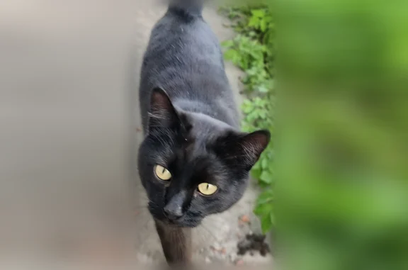 Пропала кошка, Софийская улица, 8 с1, Павловск — чёрный кот с белым пятнышком на груди - photo