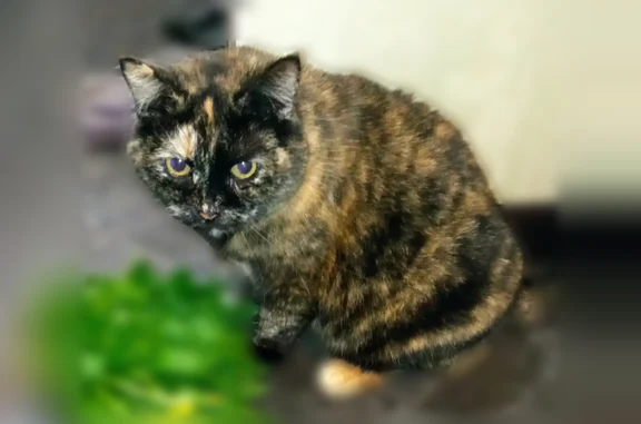Пропала кошка, улица Баренца, Нижний Новгород — 16 лет, Муся - photo