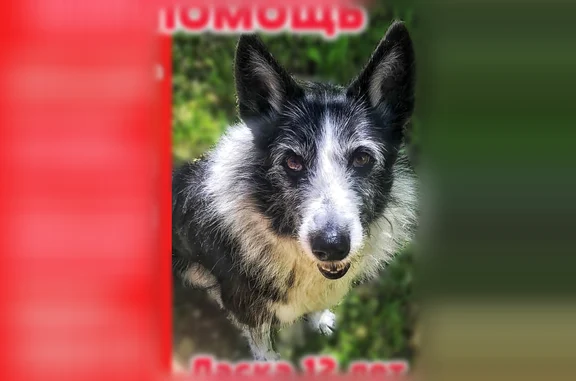 Пропала собака, улица Крылова, 1, Петрозаводск — черно-белая, без ошейника - photo