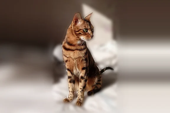 Пропала кошка, улица Есенина, 3А, Баклаши — бенгал, похож на леопарда - photo