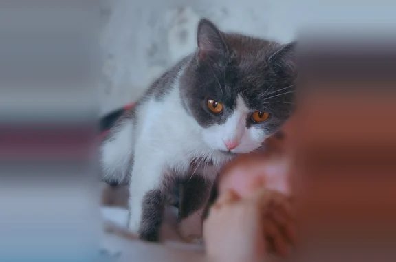 Пропала кошка, Кемерово, Кемеровская область — молодой кот с белым пятнышком у хвоста - photo